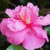Sparkling Burgundy Camellia Sasanqua - 3 Gallon Pot -FruitTree Store Camellia Sparkling Burgundy 22