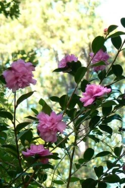 Sparkling Burgundy Camellia Sasanqua - 3 Gallon Pot -FruitTree Store Camellia Sparkling Burgundy 24