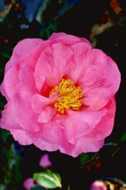 Stephanie Golden Dwarf Camellia Sasanqua - 1 Gallon Pot -FruitTree Store Camellia Stephanie Golden 12