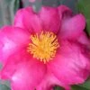 Stephanie Golden Dwarf Camellia Sasanqua - 1 Gallon Pot -FruitTree Store Camellia Stephanie Golden 13