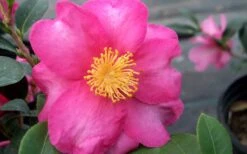 Stephanie Golden Dwarf Camellia Sasanqua - 1 Gallon Pot -FruitTree Store Camellia Stephanie Golden Closeup Flower