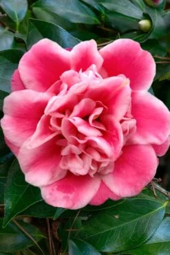 Tama Bambino Camellia Japonica - 1 Gallon Pot 15 Tama Bambino Camellia Japonica - 1 Gallon Pot -FruitTree Store Camellia Tama Bambino 1
