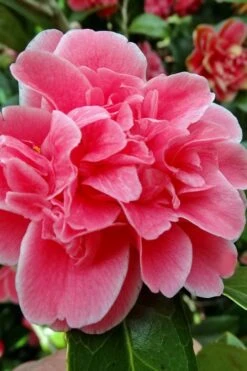 Tama Bambino Camellia Japonica - 1 Gallon Pot 13 Tama Bambino Camellia Japonica - 1 Gallon Pot -FruitTree Store Camellia Tama Bambino 10