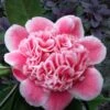 Tama Bambino Camellia Japonica - 1 Gallon Pot -FruitTree Store Camellia Tama Bambino 12