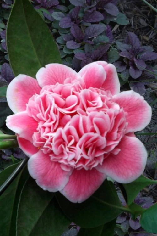 Tama Bambino Camellia Japonica - 1 Gallon Pot 3 Tama Bambino Camellia Japonica - 1 Gallon Pot