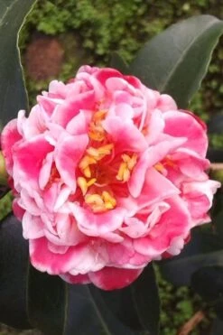 Tama Bambino Camellia Japonica - 1 Gallon Pot 14 Tama Bambino Camellia Japonica - 1 Gallon Pot -FruitTree Store Camellia Tama Bambino 2