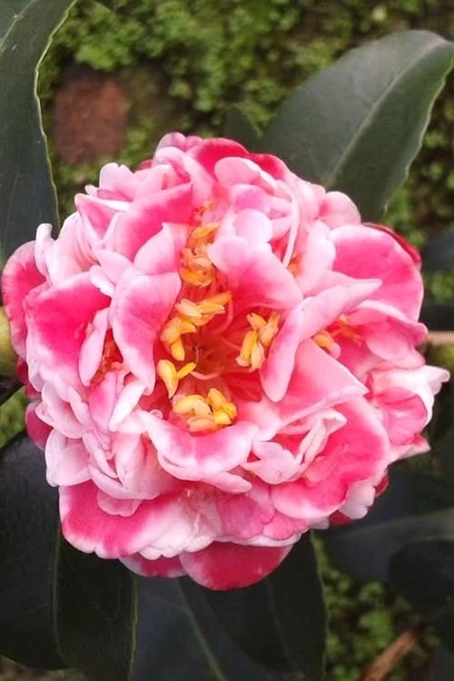 Tama Bambino Camellia Japonica - 1 Gallon Pot 8 Tama Bambino Camellia Japonica - 1 Gallon Pot - Image 6