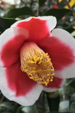 Tama No Ura Weeping Camellia Japonica - 1 Gallon Pot 13 Tama No Ura Weeping Camellia Japonica - 1 Gallon Pot -FruitTree Store Camellia Tama No Ura 1