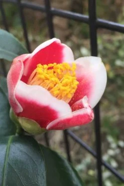 Tama No Ura Weeping Camellia Japonica - 1 Gallon Pot 15 Tama No Ura Weeping Camellia Japonica - 1 Gallon Pot -FruitTree Store Camellia Tama No Ura 4