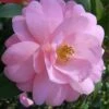 Taylors Perfection Pink Camellia Hybrid - 3 Gallon Pot -FruitTree Store Camellia Taylors Perfection 57