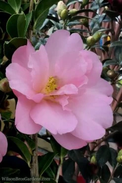 Taylors Perfection Pink Camellia Hybrid - 3 Gallon Pot -FruitTree Store Camellia Taylors Perfection 60