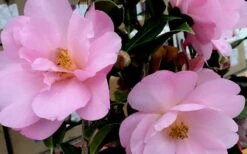Taylors Perfection Pink Camellia Hybrid - 3 Gallon Pot -FruitTree Store Camellia Taylors Perfection 61