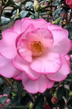 Taylors Perfection Pink Camellia Hybrid - 3 Gallon Pot -FruitTree Store Camellia Taylors Perfection 62
