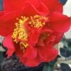 Turandot Camellia Japonica - 3 Gallon Pot -FruitTree Store Camellia Turandot 6