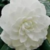 White By The Gate Camellia Japonica - 7 Gallon Pot 2 White By The Gate Camellia Japonica - 7 Gallon Pot -FruitTree Store Camellia White By The Gate 5 1