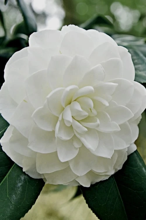 White By The Gate Camellia Japonica - 7 Gallon Pot 3 White By The Gate Camellia Japonica - 7 Gallon Pot