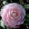 Winter's Rose Cold Hardy Dwarf Camellia - 2 Gallon Pot -FruitTree Store Camellia Winters Rose 4