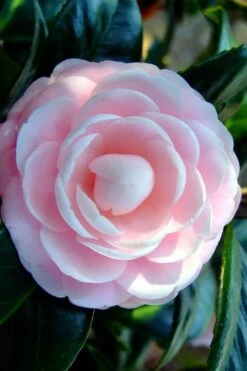 Winter's Rose Cold Hardy Dwarf Camellia - 2 Gallon Pot 9 Winter's Rose Cold Hardy Dwarf Camellia - 2 Gallon Pot -FruitTree Store Camellia Winters Rose 6