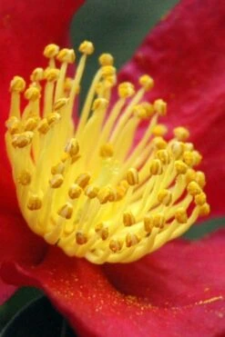 Yuletide Camellia Sasanqua - 6 Pack Of 1 Gallon Pots -FruitTree Store Camellia Yuletide 30