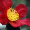 Yuletide Camellia Sasanqua - 3 Gallon Pot 2 Yuletide Camellia Sasanqua - 3 Gallon Pot -FruitTree Store Camellia Yuletide 31 1