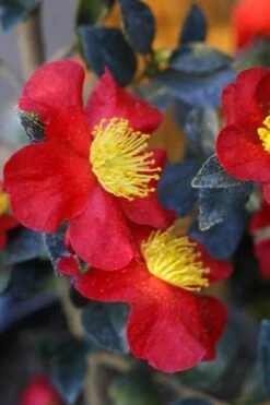 Yuletide Camellia Sasanqua - 6 Pack Of 1 Gallon Pots -FruitTree Store Camellia Yuletide 32