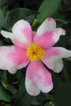 Yume Camellia Sasanqua - 3 Gallon Pot -FruitTree Store Camellia Yume 2