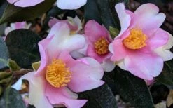 Yume Camellia Sasanqua - 3 Gallon Pot -FruitTree Store Camellia Yume 5