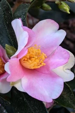 Yume Camellia Sasanqua - 3 Gallon Pot -FruitTree Store Camellia Yume 7