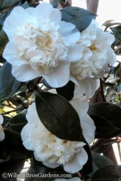 Fifth Avenue White Camellia Japonica - 1 Gallon Pot 10 Fifth Avenue White Camellia Japonica - 1 Gallon Pot -FruitTree Store Camellia fifth avenue 20