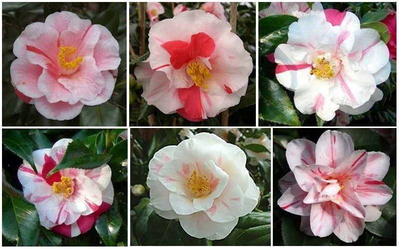 Lady Vansittart Multicolor Camellia Japonica - 2 Gallon Pot 8 Lady Vansittart Multicolor Camellia Japonica - 2 Gallon Pot - Image 6