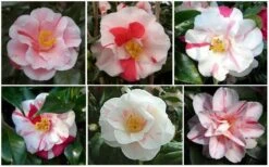 Lady Vansittart Multicolor Camellia Japonica - 3 Gallon Pot 14 Lady Vansittart Multicolor Camellia Japonica - 3 Gallon Pot -FruitTree Store CamelliaLadyVasittart 2 2