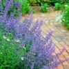 Walker's Low Catmint (Nepeta X Faassenii) - 1 Gallon Pot 2 Walker's Low Catmint (Nepeta X Faassenii) - 1 Gallon Pot -FruitTree Store Catmint Walkers Low 3 1