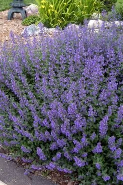 Walker's Low Catmint (Nepeta X Faassenii) - 6 Pack Of 1 Gallon Pots -FruitTree Store Catmint Walkers Low 4
