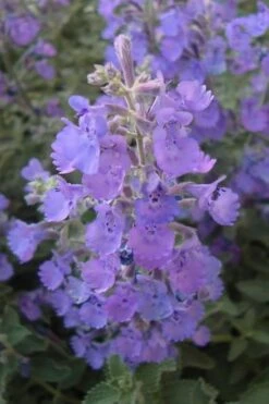 Walker's Low Catmint (Nepeta X Faassenii) - 1 Gallon Pot -FruitTree Store Catmint Walkers Low 5 1