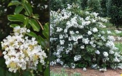 Acoma Weeping White Crape Myrtle - 1 Gallon Pot -FruitTree Store Crape Myrtle Acoma 3 1