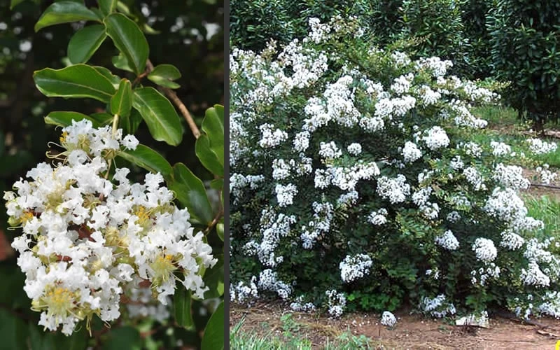 Acoma Weeping White Crape Myrtle - 6 Pack Of 1 Gallon Pots 8 Acoma Weeping White Crape Myrtle - 6 Pack Of 1 Gallon Pots - Image 6