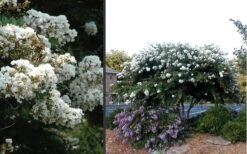 Acoma Weeping White Crape Myrtle - 1 Gallon Pot -FruitTree Store Crape Myrtle Acoma 4 1