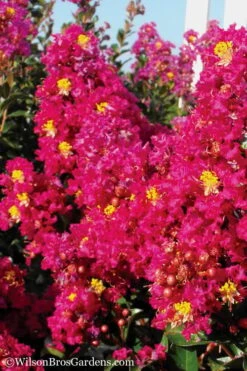 Berry Dazzle Dwarf Crape Myrtle - 2 Gallon Pot -FruitTree Store Crape Myrtle Berry Dazzle 11