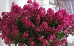 Berry Dazzle Dwarf Crape Myrtle - 2 Gallon Pot -FruitTree Store Crape Myrtle Berry Dazzle 3