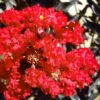 Black Diamond Red Hot Crape Myrtle (Multi-Trunk) - 7 Gallon Pot (4-5' HT) 2 Black Diamond Red Hot Crape Myrtle (Multi-Trunk) - 7 Gallon Pot (4-5' HT) -FruitTree Store Crape Myrtle Black Diamond Red Hot 1 1