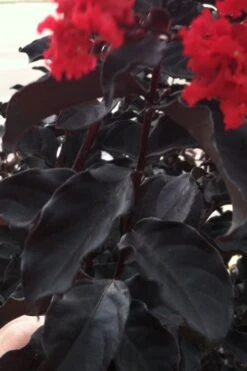 Black Diamond Red Hot Crape Myrtle - 3 Gallon Pot -FruitTree Store Crape Myrtle Black Diamond Red Hot 4 3