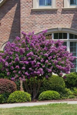 Catawba Purple Crape Myrtle - 6 Pack Of 1 Gallon Pots -FruitTree Store Crape Myrtle Catawba 5 1