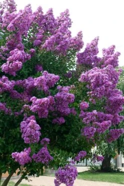 Catawba Purple Crape Myrtle - 3 Gallon Pot -FruitTree Store Crape Myrtle Catawba 500x750 1