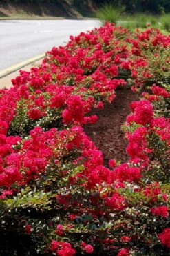 Cherry Dazzle Dwarf Crape Myrtle - 2 Gallon Pot -FruitTree Store Crape Myrtle Cherry Dazzle 31 2