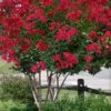 Colorama Scarlet Red Crape Myrtle - 7 Gallon Pot (3-4') 1 Colorama Scarlet Red Crape Myrtle - 7 Gallon Pot (3-4') -FruitTree Store Crape Myrtle Colorama Scarlet 2