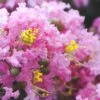 Dazzle Me Pink Dwarf Crape Myrtle - 3 Gallon Pot 1 Dazzle Me Pink Dwarf Crape Myrtle - 3 Gallon Pot -FruitTree Store Crape Myrtle Dazzle Me Pink 15 1