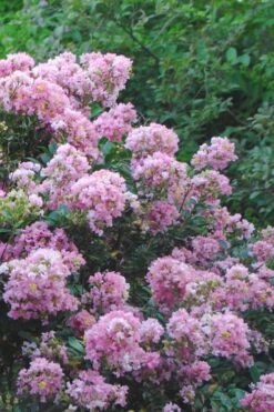 Dazzle Me Pink Dwarf Crape Myrtle - 3 Gallon Pot 11 Dazzle Me Pink Dwarf Crape Myrtle - 3 Gallon Pot -FruitTree Store Crape Myrtle Dazzle Me Pink 16 1