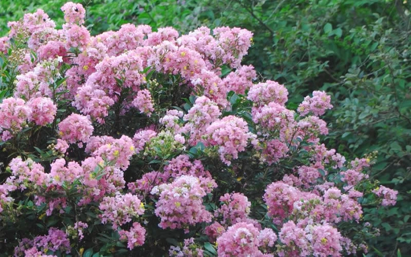 Dazzle Me Pink Dwarf Crape Myrtle - 3 Gallon Pot 7 Dazzle Me Pink Dwarf Crape Myrtle - 3 Gallon Pot - Image 5