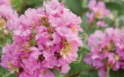 Dazzle Me Pink Dwarf Crape Myrtle - 2 Gallon Pot -FruitTree Store Crape Myrtle Dazzle Me Pink Closeup