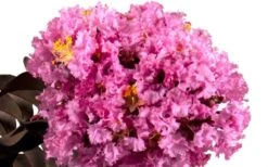 Delta Eclipse Crape Myrtle - 2 Gallon Pot -FruitTree Store Crape Myrtle Delta Eclipse